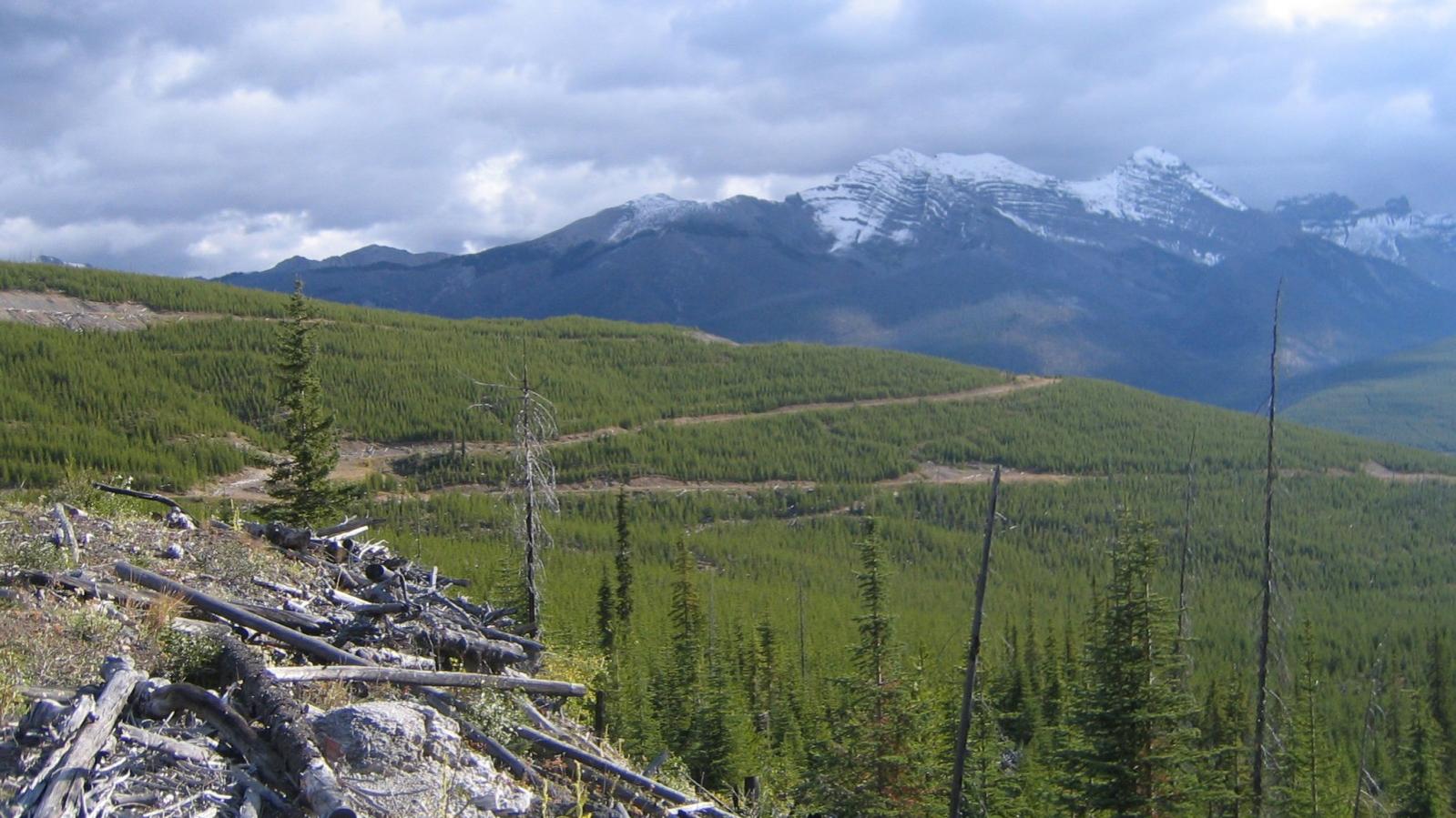 Access Road to the Coyote Creek Gypsum Project in Southeastern British Columbia