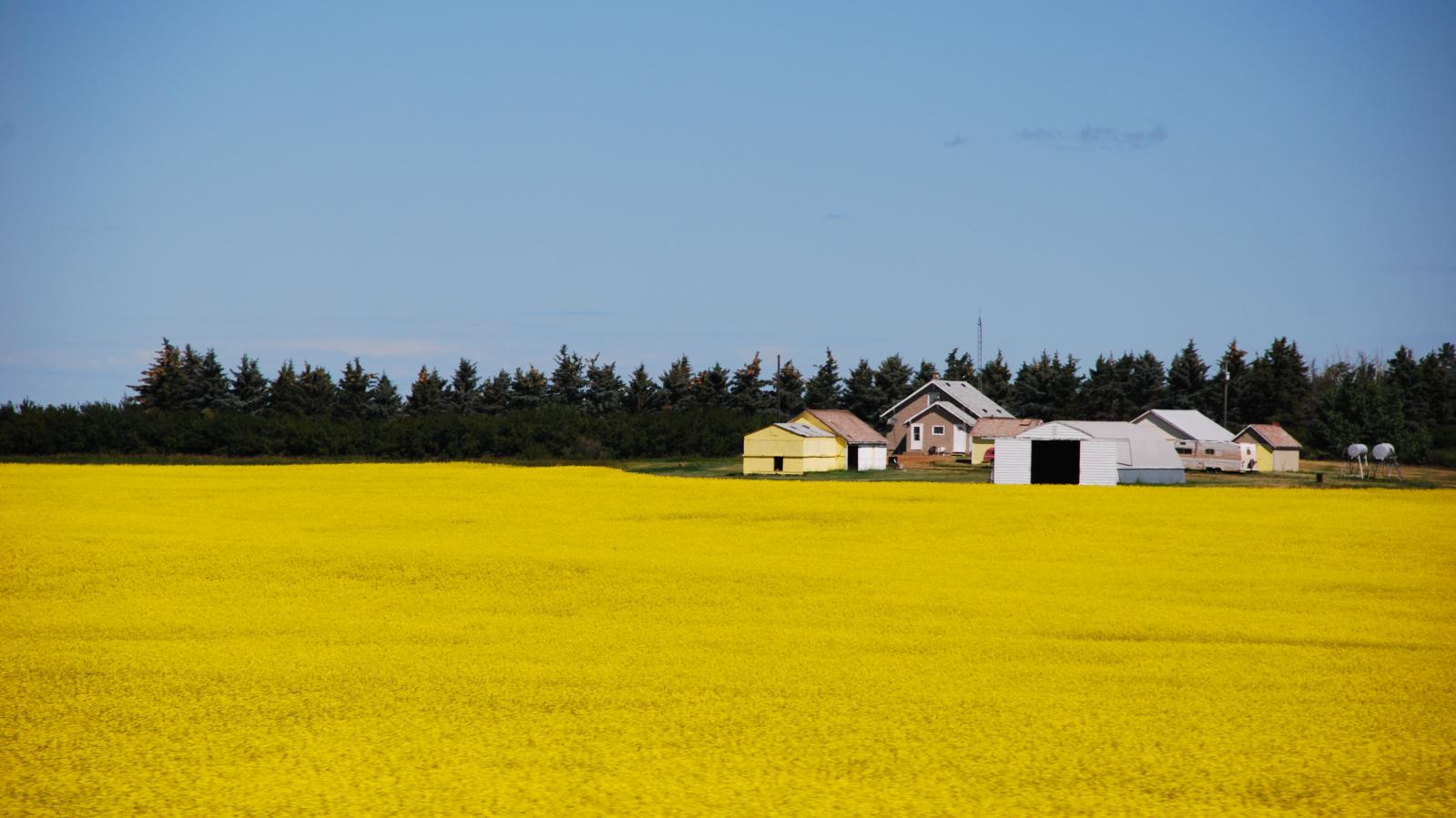 View of canola field enroute to exploration camp in Saskatchewan 