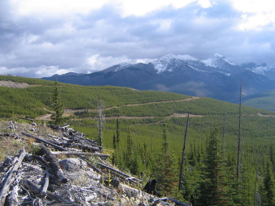 Access Road to the Coyote Creek Gypsum Project in Southeastern British Columbia